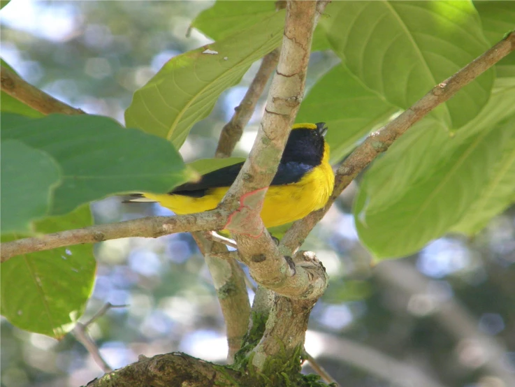 a bird with a yellow tail perched on a tree nch