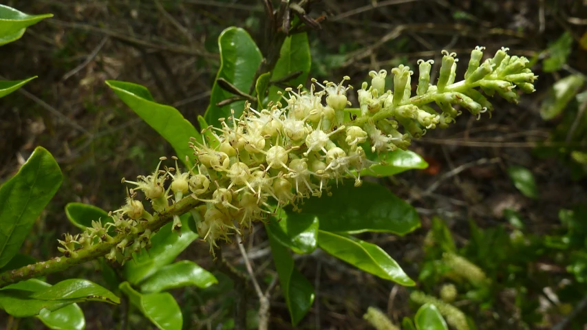 the blossoms of a tree with leaves are blooming