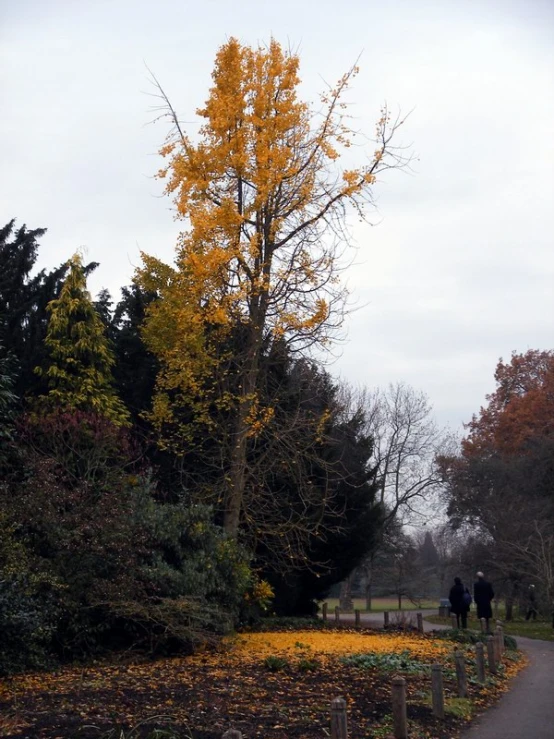 people walking down a trail past trees with yellow leaves