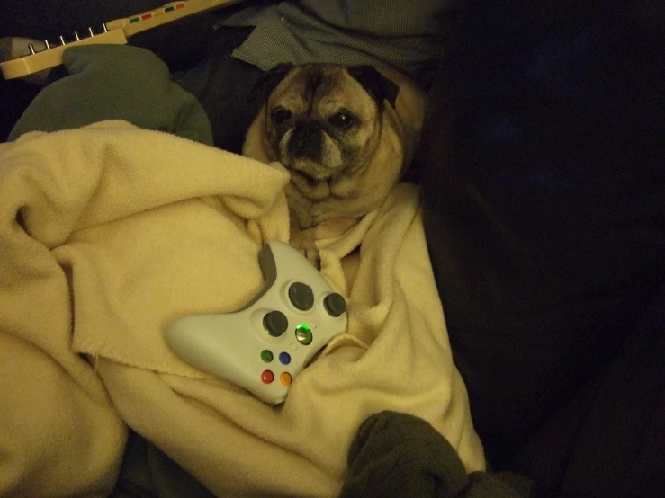 a pug is lying on the bed with a controller