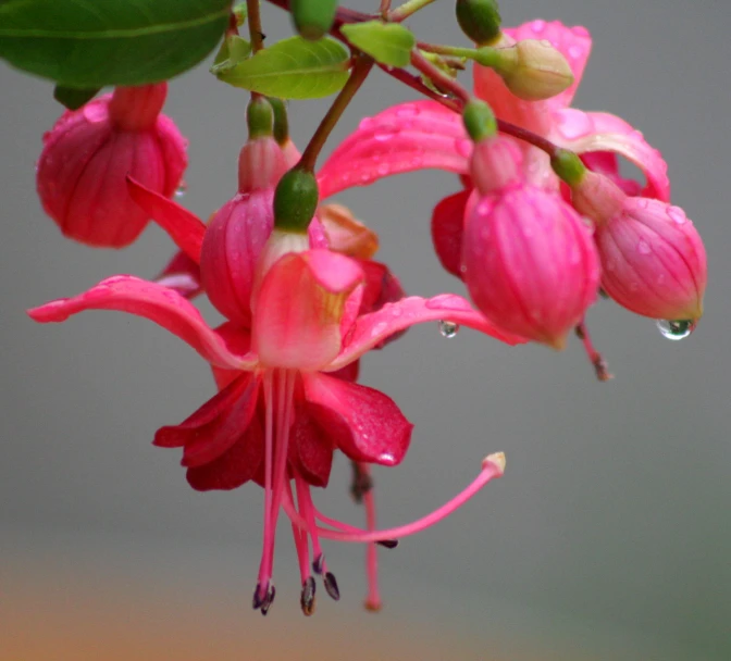 the colorful pink flowers on the plant are ready to open