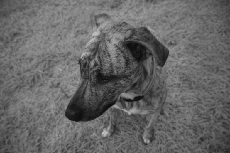 black and white po of a dog staring directly