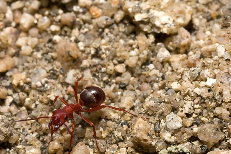 a small ant laying down on a ground