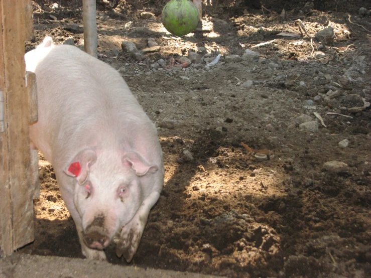 a white pig sticking its tongue out near a door