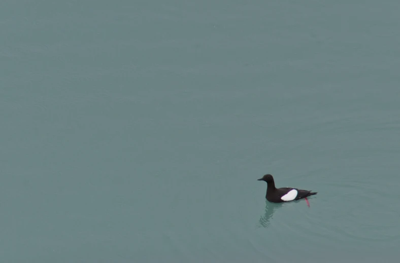 a duck floating on the water near shore