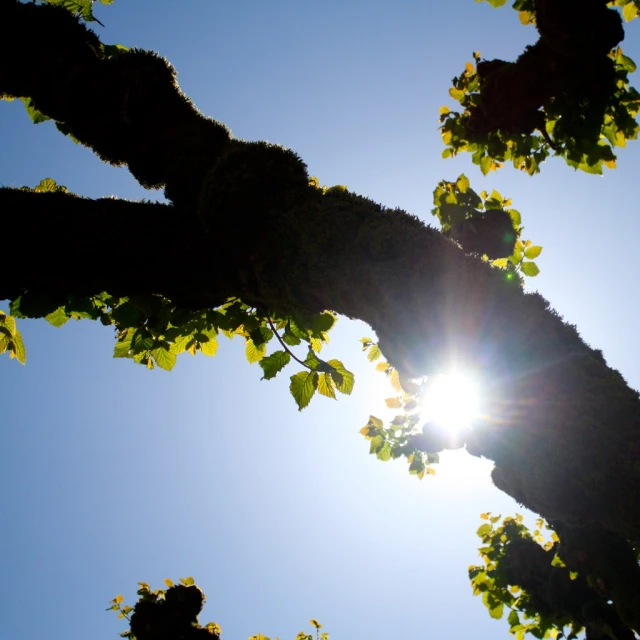 the sun shining through the leaves on the nches