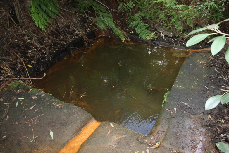 the water has turned yellow and is surrounded by leafy nches