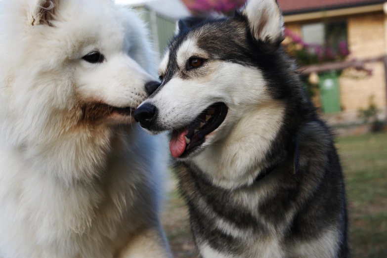 two dogs in front of a house are one licking the other's face