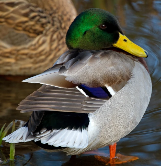 a mallard resting on its hind legs in water