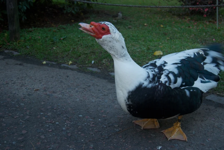 a large white and black bird walking across the street