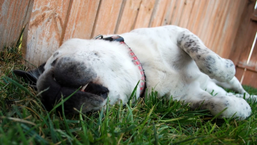 a white dog laying on the ground next to a fence