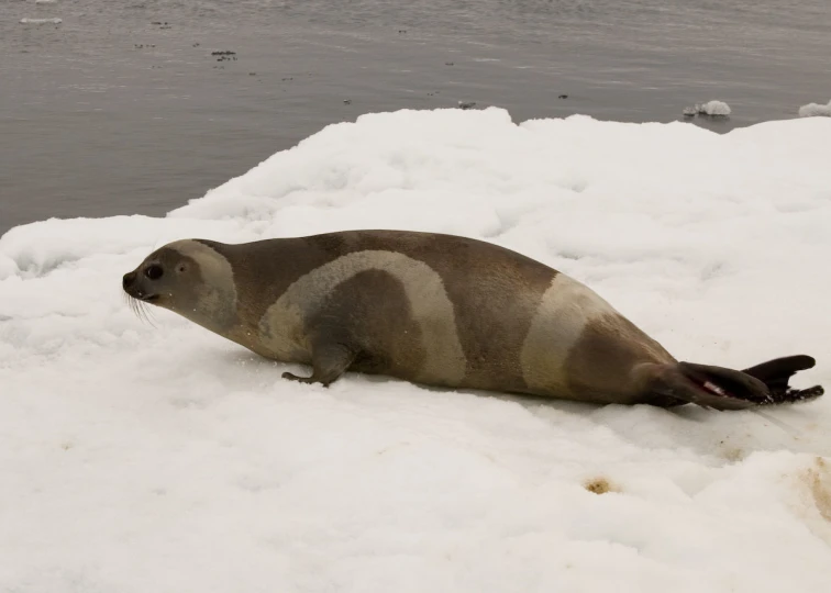 the seal is laying on some snow next to the water