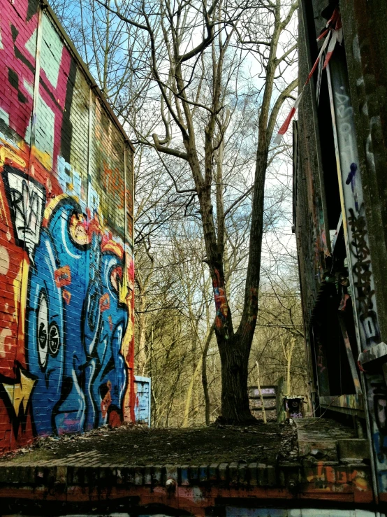 a tree is sitting next to graffiti covered buildings