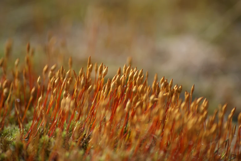 a closeup view of orange plants with many thin stems