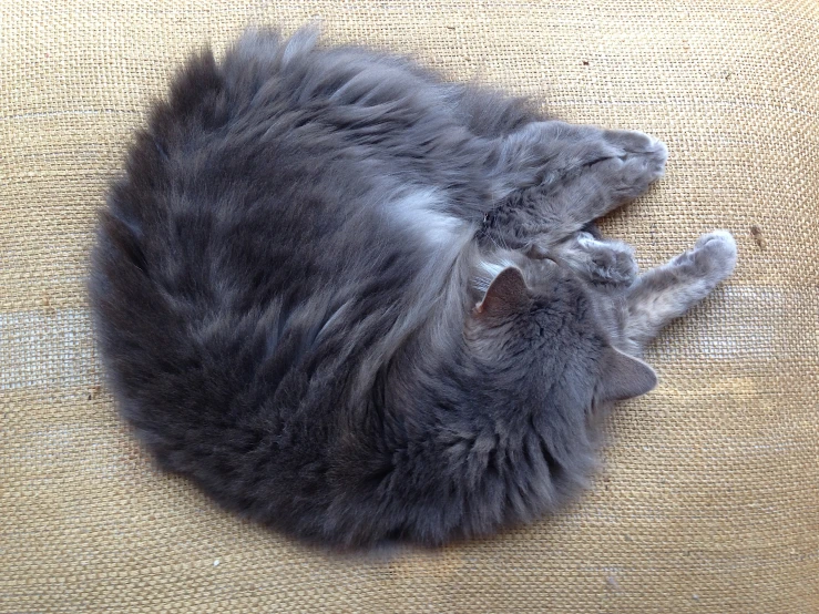 gray cat laying down on the couch looking like it is sleeping