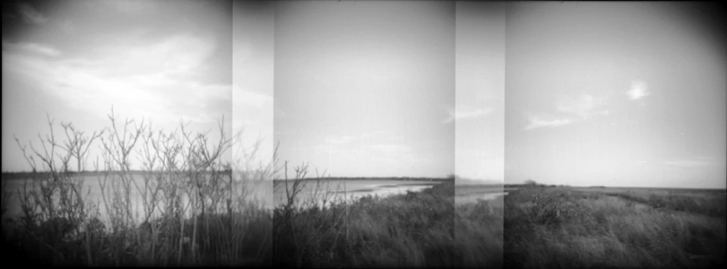 five black and white pographs showing trees in the foreground