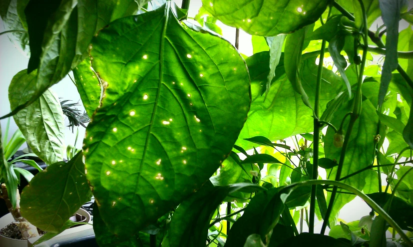 several lights on the large leaves of this plant