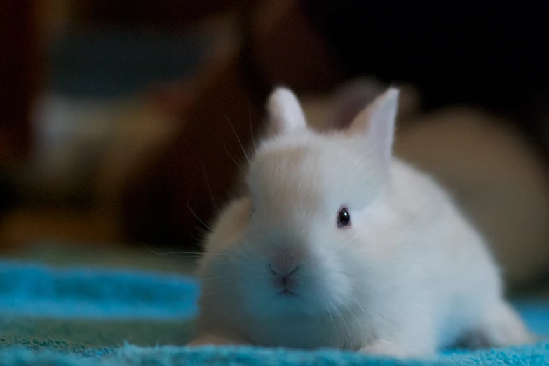 the small white rabbit is sitting on a blue blanket