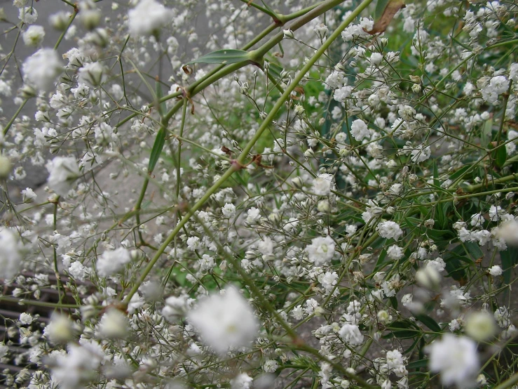 white flowers in the rain near some trees