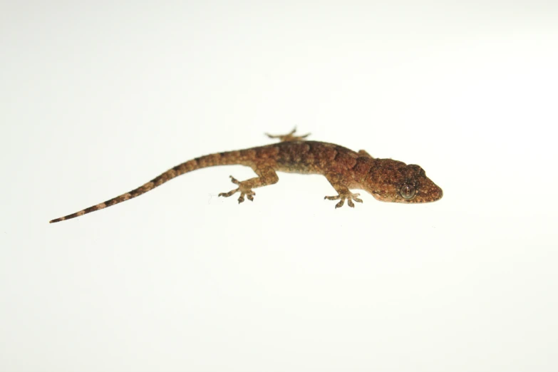 a lizard hanging out on the white wall