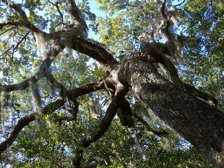 a large tree with very thick nches with leaves on it