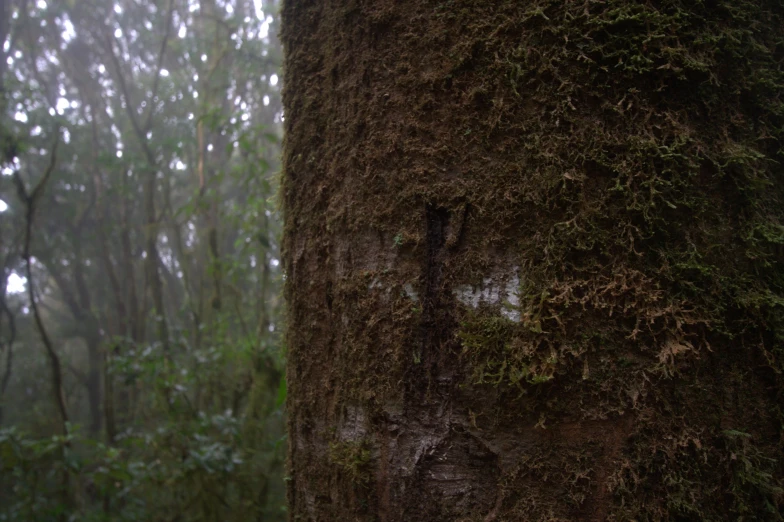 a tree has a face drawn in it