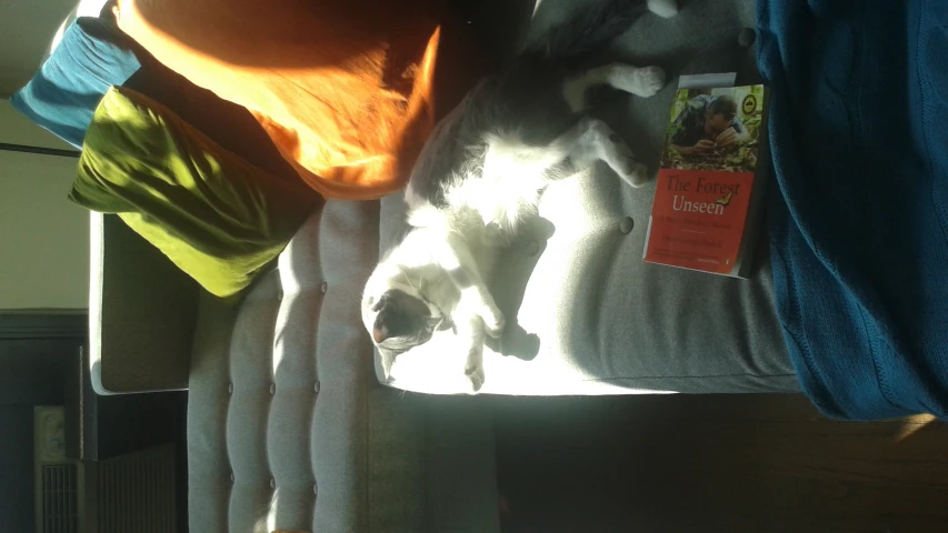 the cat is laying down on the couch with his paw in the sun