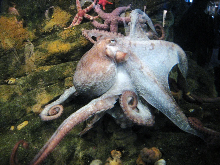 octoes on display, in the aquarium with other marine life