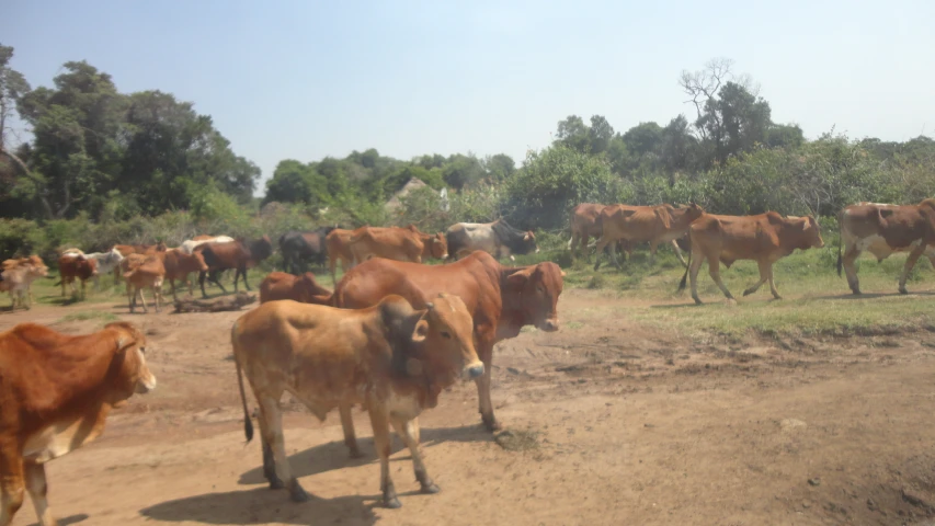 there are many cows standing outside in the wilderness