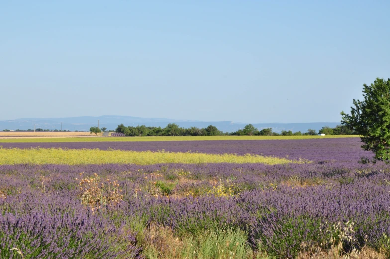 the fields are covered in many different types of flowers