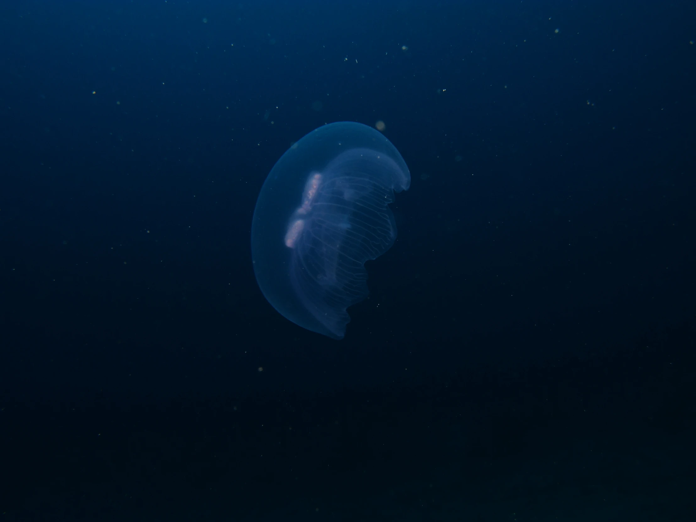 there is a large jellyfish in the dark blue water