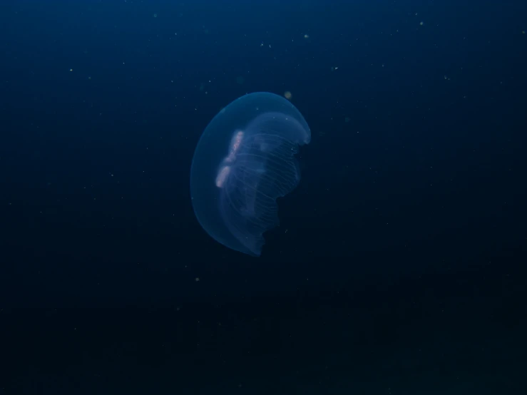 there is a large jellyfish in the dark blue water