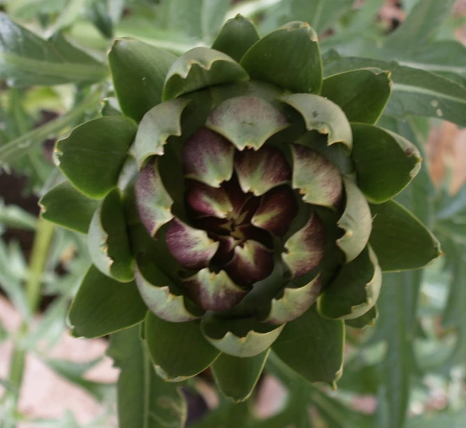 a green flower in the middle of some flowers