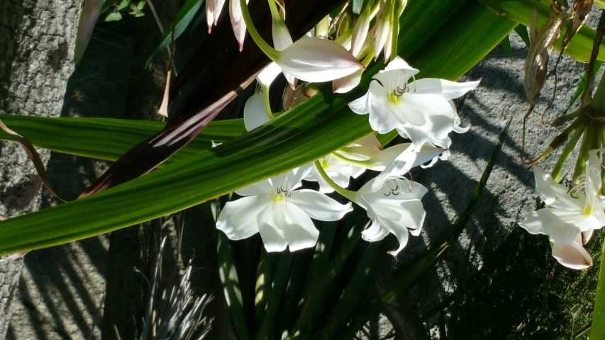 an assortment of white flowers are next to a tree