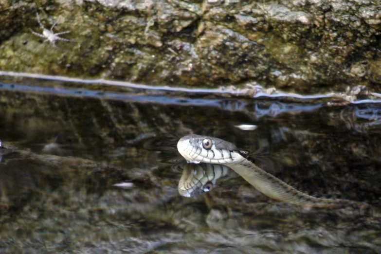 an snake that is crawling along on some rocks