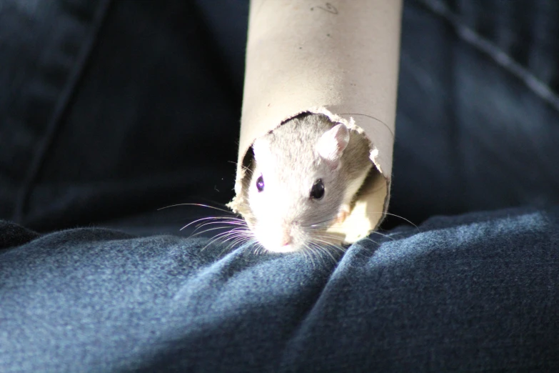 a mouse peers through a hole in a piece of clothing