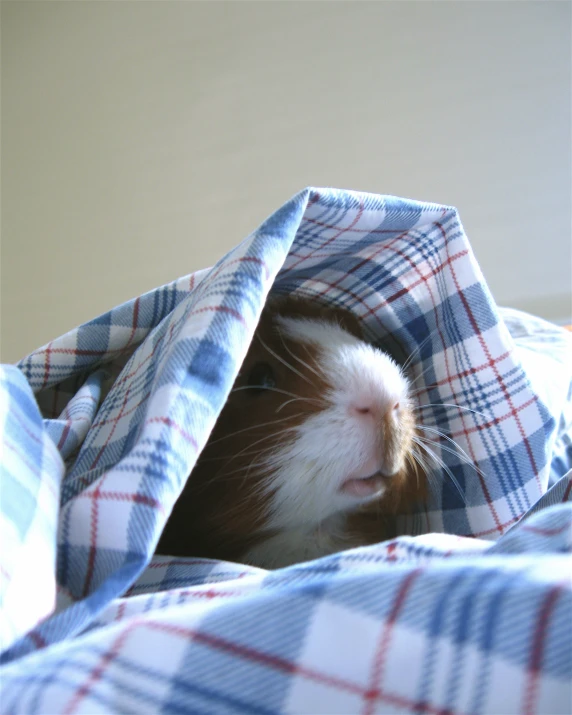 a guinea pig pokes through the blankets