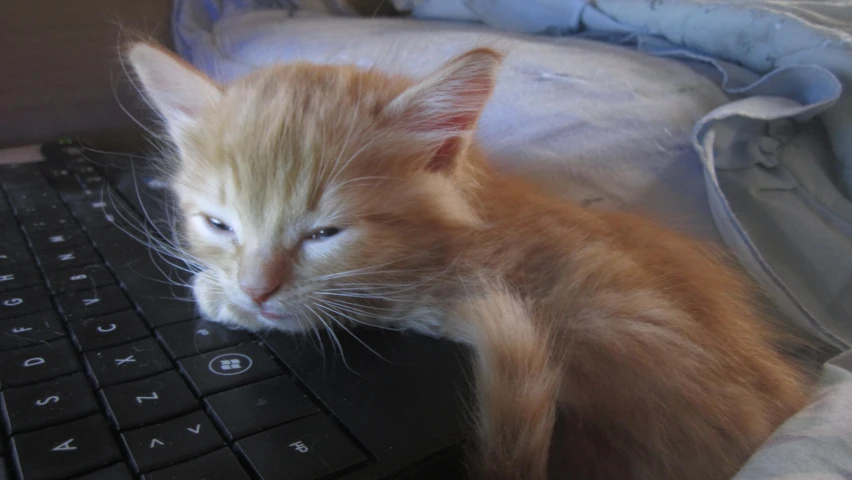 an orange cat lying on a laptop keyboard