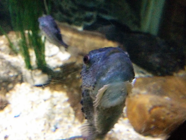 the large group of fish are swimming by each other