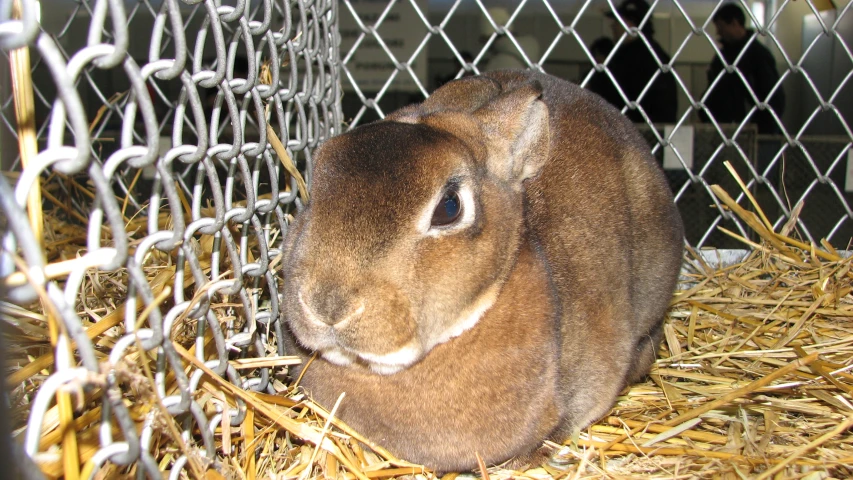 an animal sitting behind a chain link fence