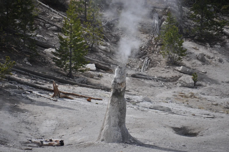  spews and trees blowing steam in a forest