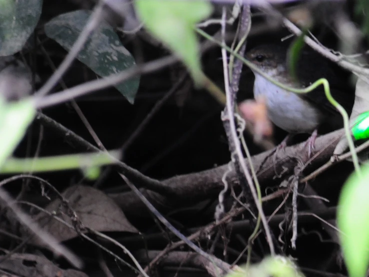 a small white bird sitting on top of leaves