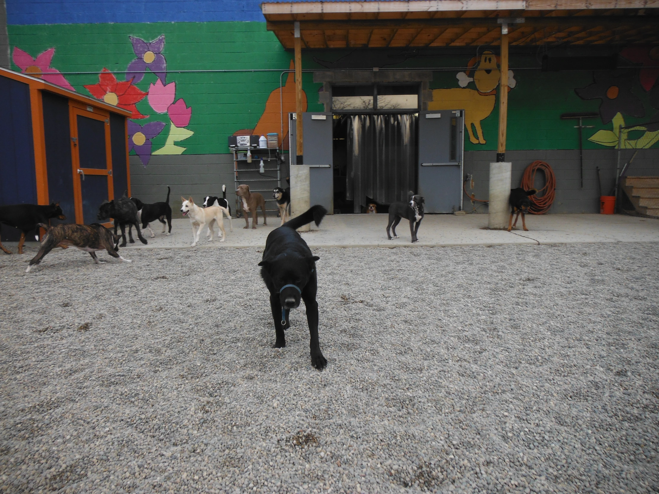 a black dog in a lot with several dogs behind him