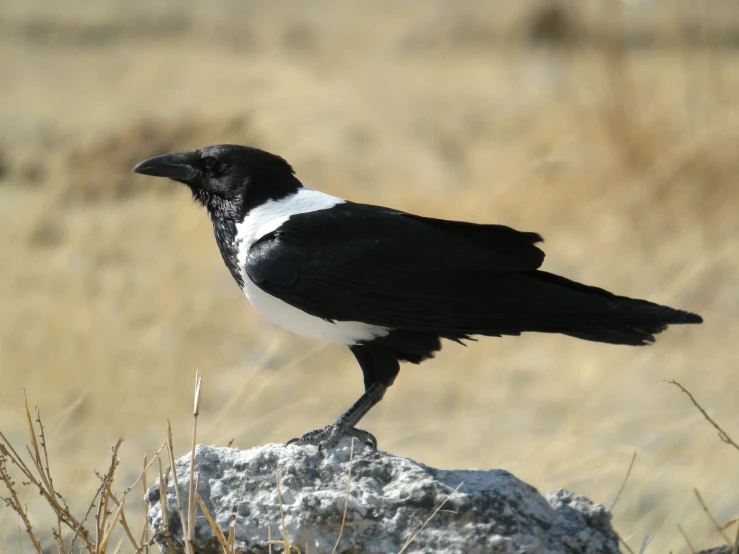 a black and white bird sitting on top of a rock