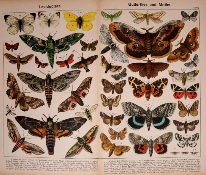 several moths are shown on an open book