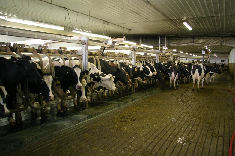 a group of cows stand in the barn