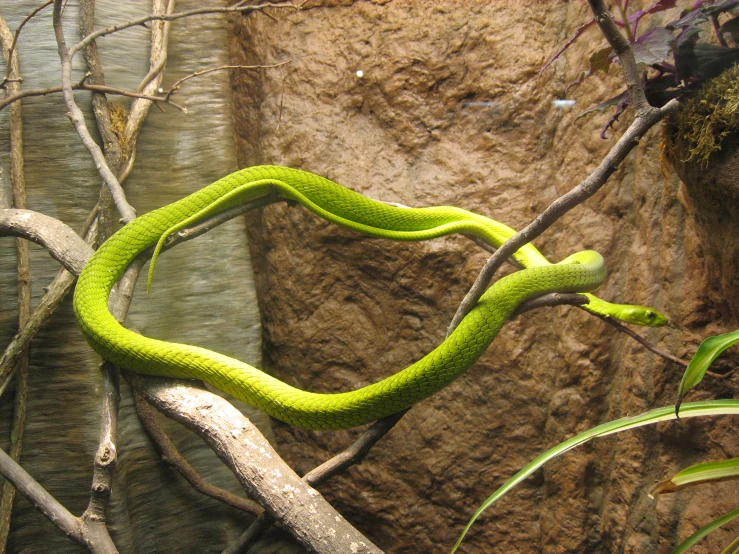 the snake is green and it has a very long neck