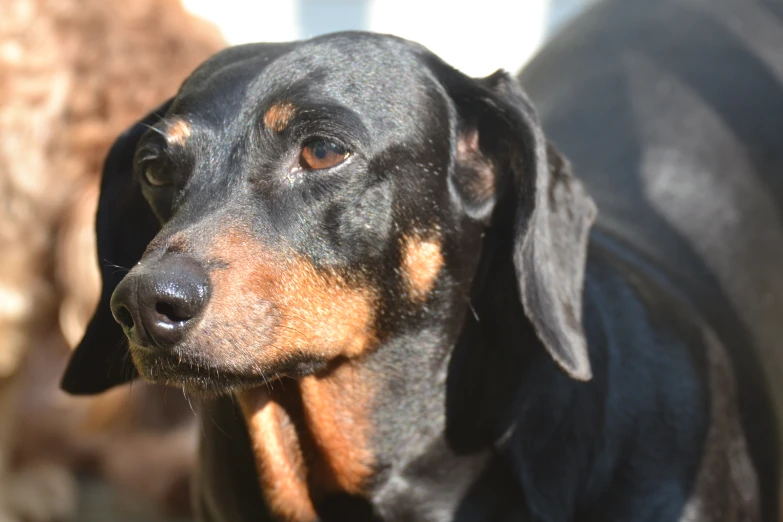 a dog with an unkempt look on his face