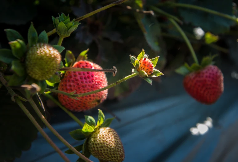 a tree filled with ripe strawberries and growing