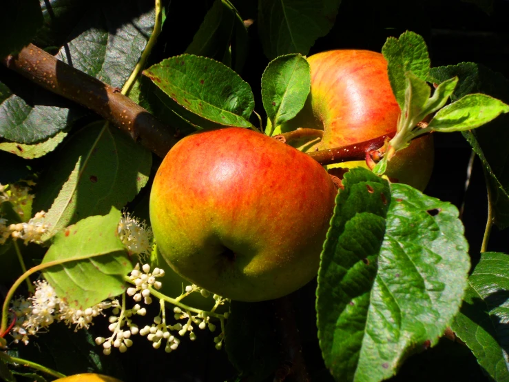 some red and yellow apples are on a nch